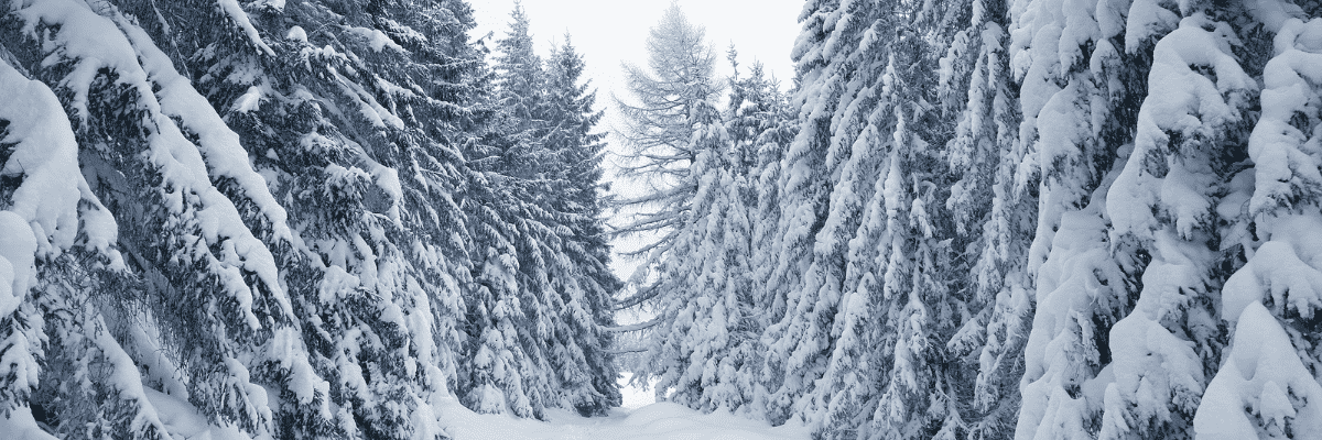 Schneebedeckter Winterwald mit dicht stehenden Tannen links und rechts, schmaler verschneiter Weg führt durch die Baumreihe